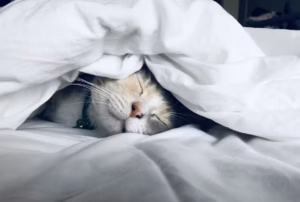 photo 1541781774459 bb2af2f05b55